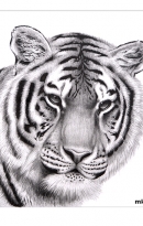 Tiger-Portrait-DSC_1561-mkillustration.net_