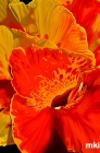 Canna flower 72dpi 1st August 2014 copy.jpg