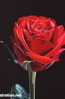 Red rose Dec 2015
