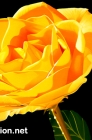 yellow rose 1st August 2014 72dpi copy.jpg